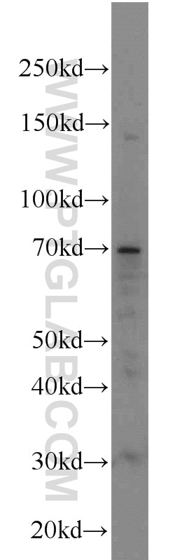 Western Blot (WB) analysis of MCF-7 cells using ATG16L1 Polyclonal antibody (19812-1-AP)