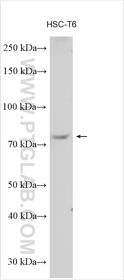 WB analysis using 29445-1-AP