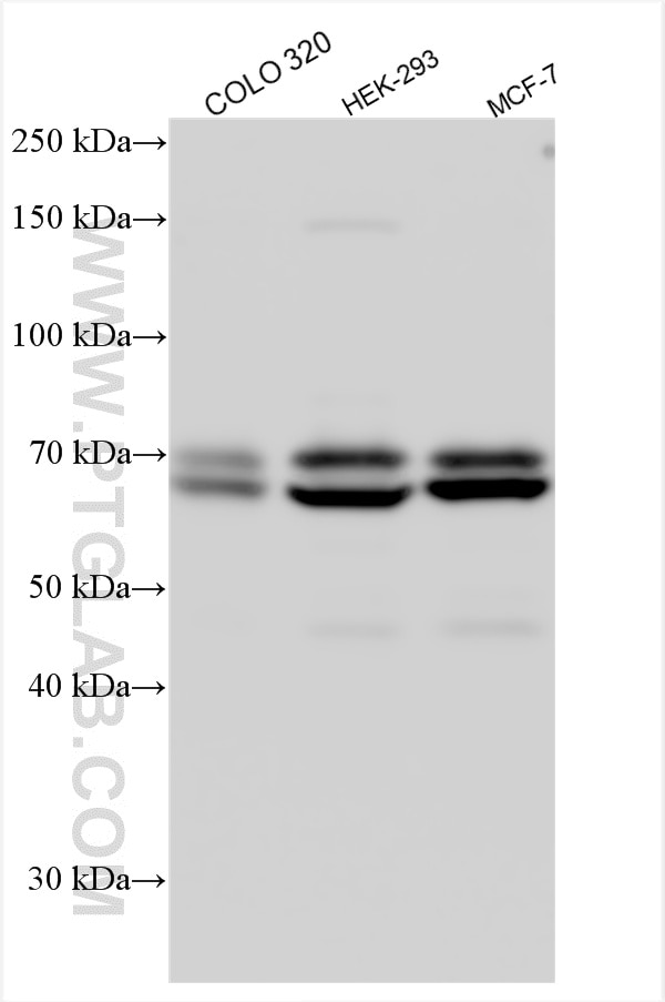 Western Blot (WB) analysis of various lysates using ATG16L1 Polyclonal antibody (29445-1-AP)
