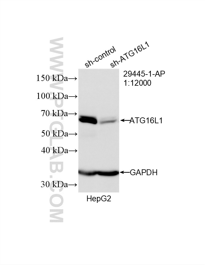 Western Blot (WB) analysis of HepG2 cells using ATG16L1 Polyclonal antibody (29445-1-AP)