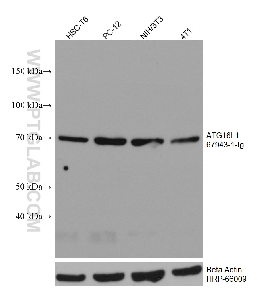 Western Blot (WB) analysis of various lysates using ATG16L1 Monoclonal antibody (67943-1-Ig)