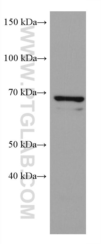 Western Blot (WB) analysis of HepG2 cells using ATG16L1 Monoclonal antibody (67943-1-Ig)