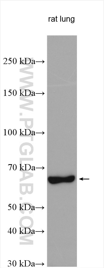 Western Blot (WB) analysis of rat lung tissue using ATG16L1 Monoclonal antibody (67943-1-Ig)