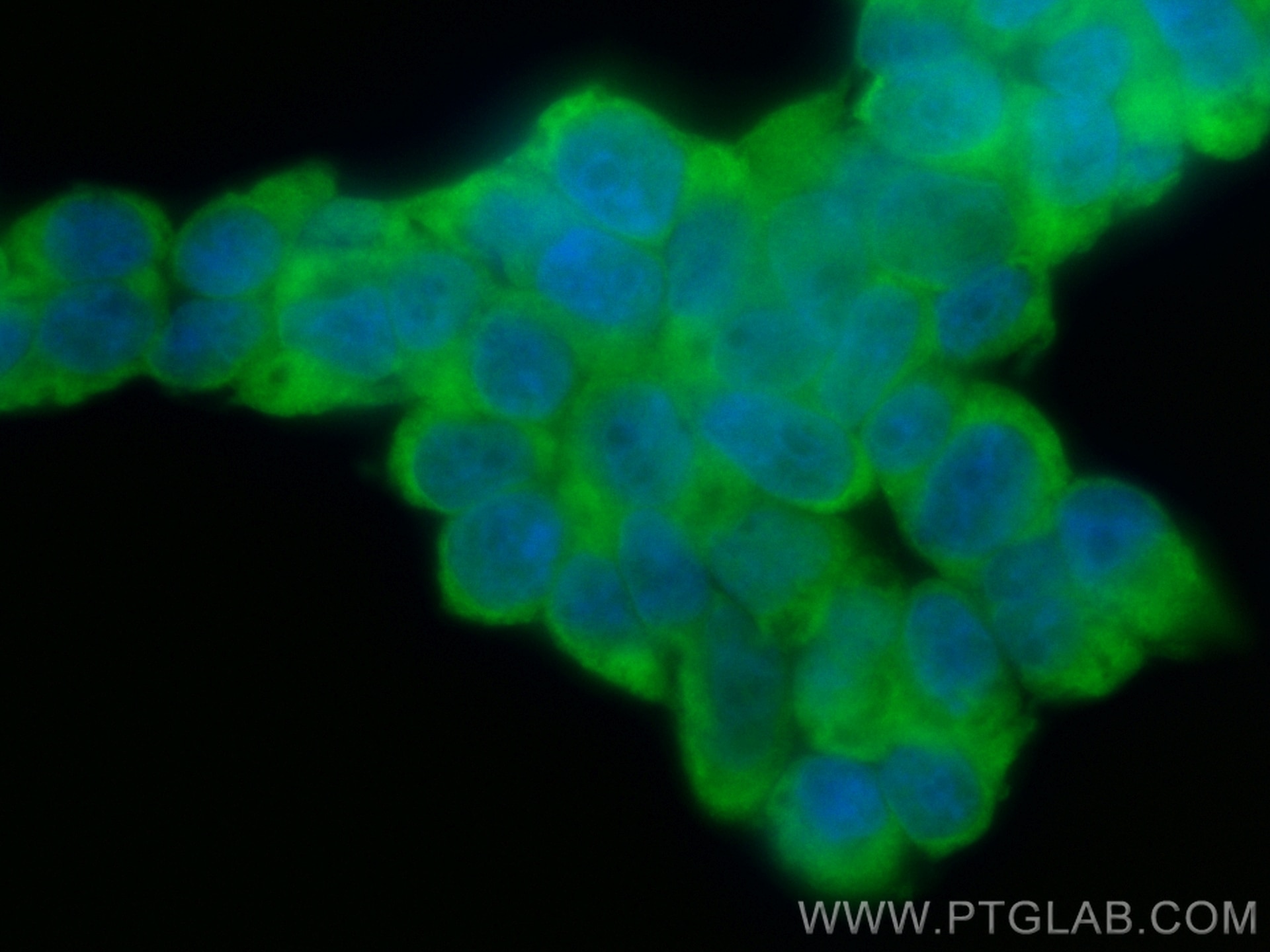 Immunofluorescence (IF) / fluorescent staining of HEK-293 cells using CoraLite® Plus 488-conjugated ATG16L1 Polyclonal a (CL488-29445)