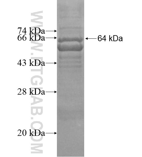 ATG16L1 fusion protein Ag13844 SDS-PAGE