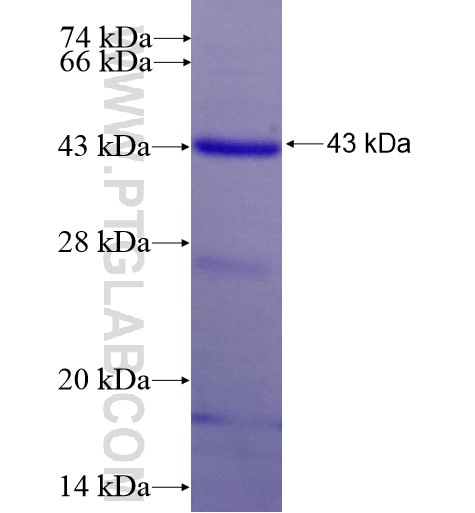 ATG16L1 fusion protein Ag14881 SDS-PAGE