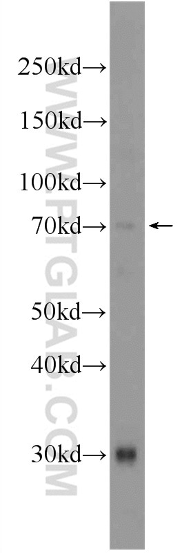 Western Blot (WB) analysis of mouse testis tissue using ATG16L2 Polyclonal antibody (24322-1-AP)