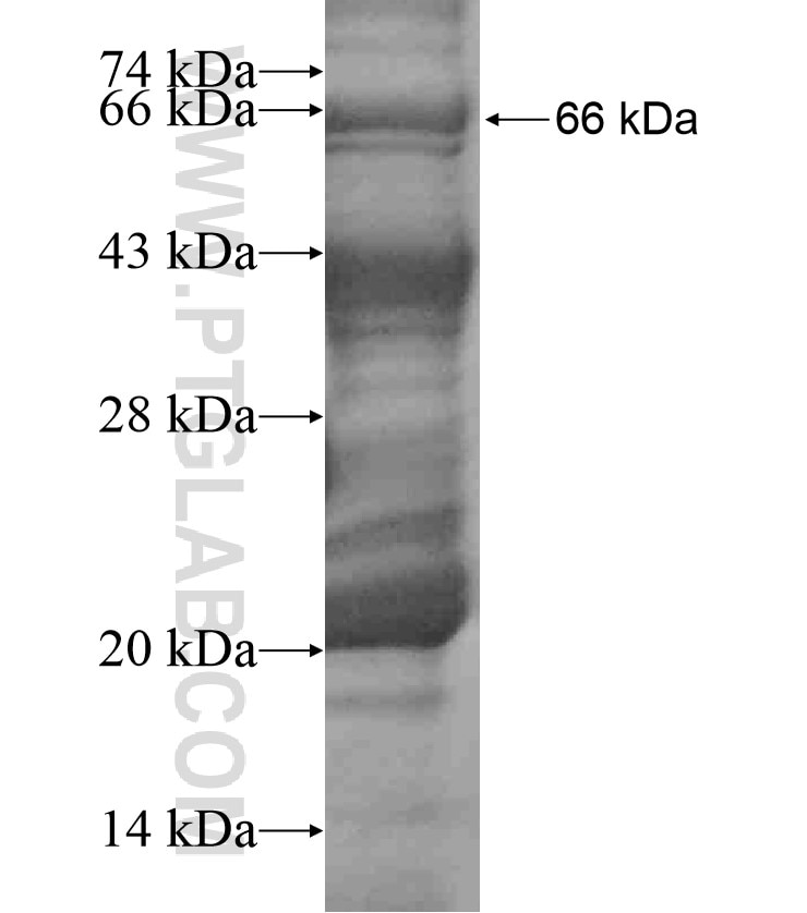 ATG16L2 fusion protein Ag18447 SDS-PAGE