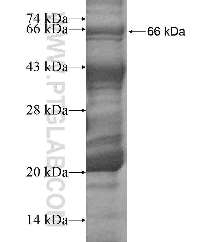 ATG16L2 fusion protein Ag18447 SDS-PAGE