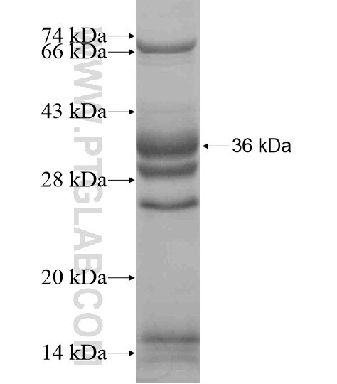 ATG16L2 fusion protein Ag19399 SDS-PAGE
