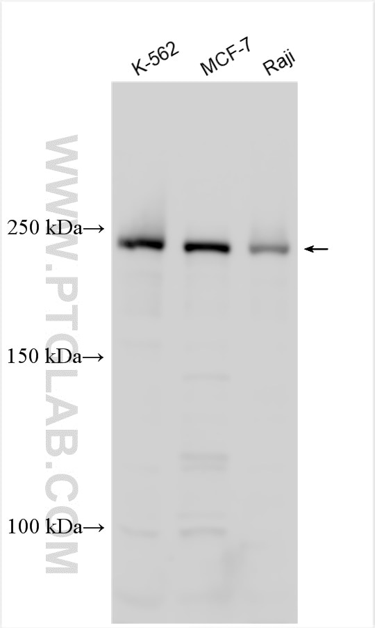 Western Blot (WB) analysis of various lysates using ATG2A Polyclonal antibody (23226-1-AP)