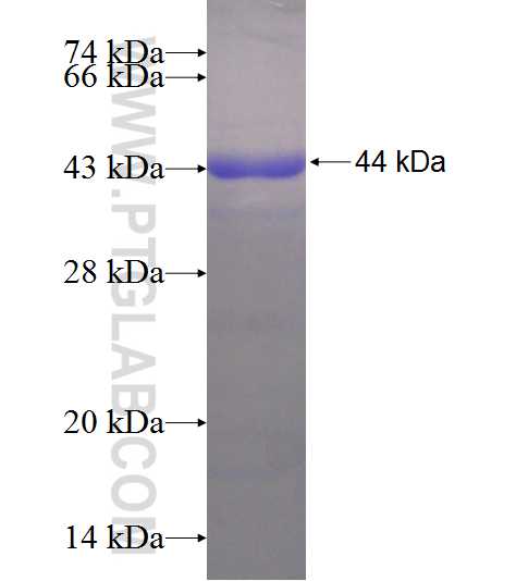 ATG2A fusion protein Ag20006 SDS-PAGE