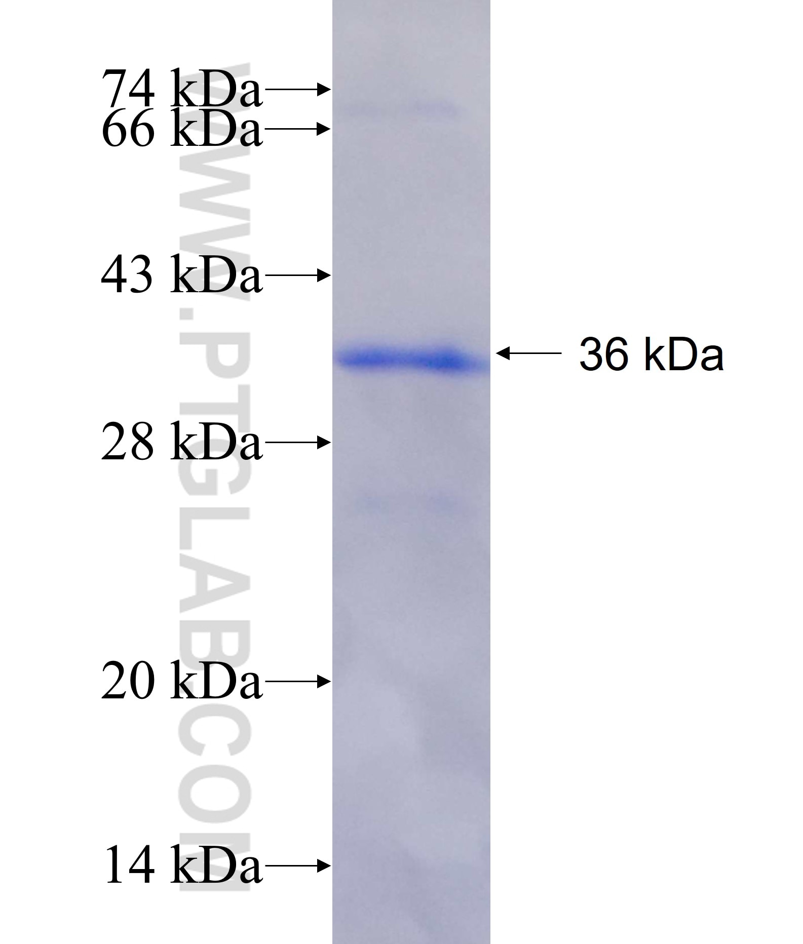 ATG2B fusion protein Ag18552 SDS-PAGE