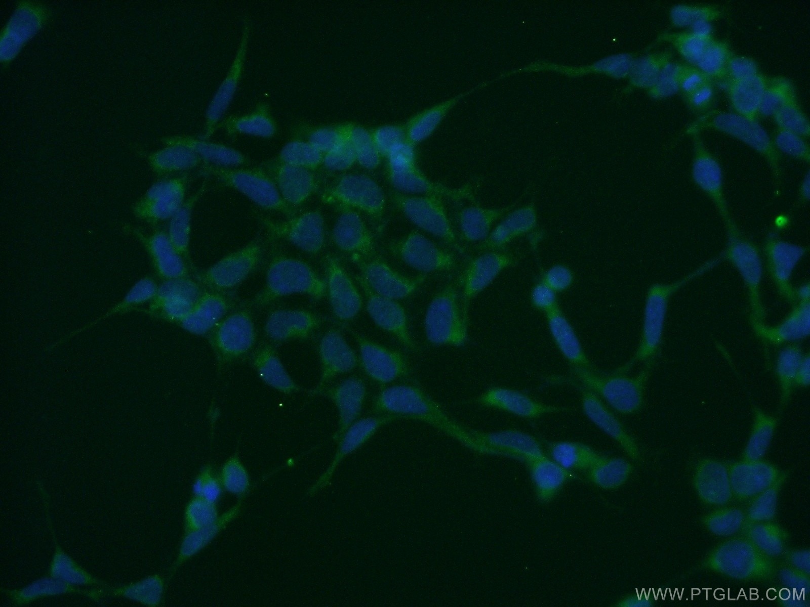 Immunofluorescence (IF) / fluorescent staining of HEK-293 cells using ATG3 Polyclonal antibody (11262-2-AP)