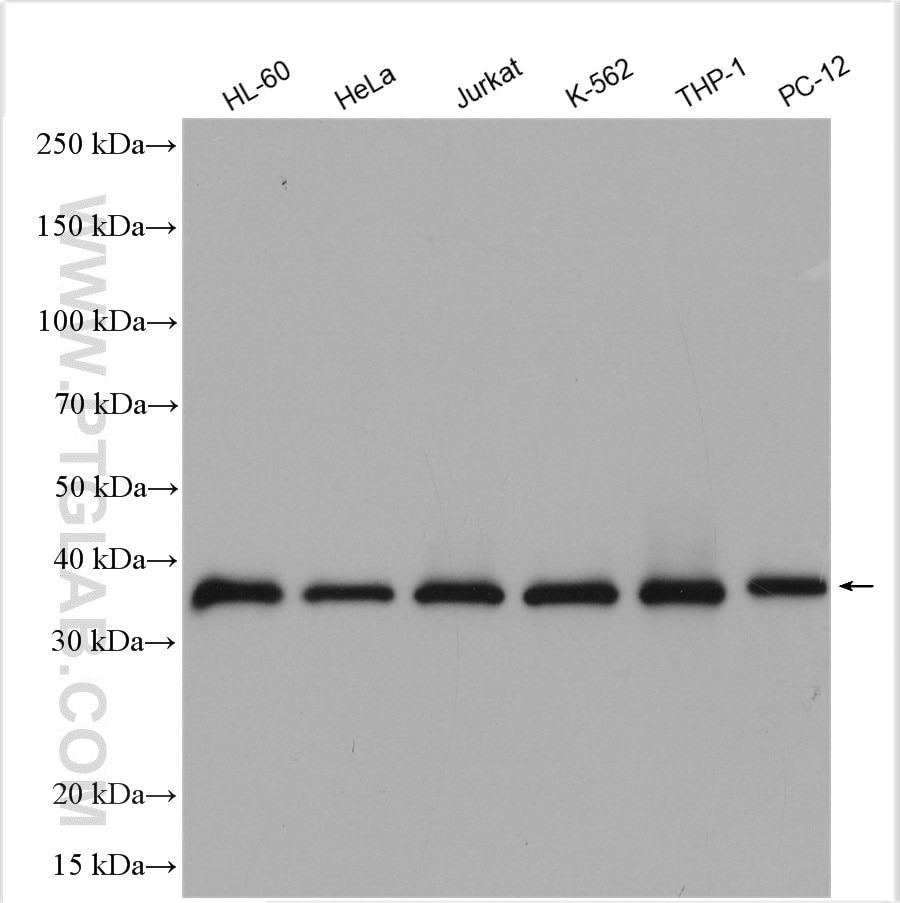 Western Blot (WB) analysis of various lysates using ATG3 Polyclonal antibody (11262-2-AP)