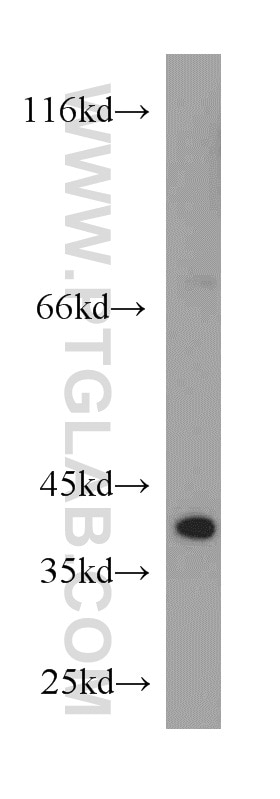 Western Blot (WB) analysis of mouse kidney tissue using ATG3 Polyclonal antibody (11262-2-AP)