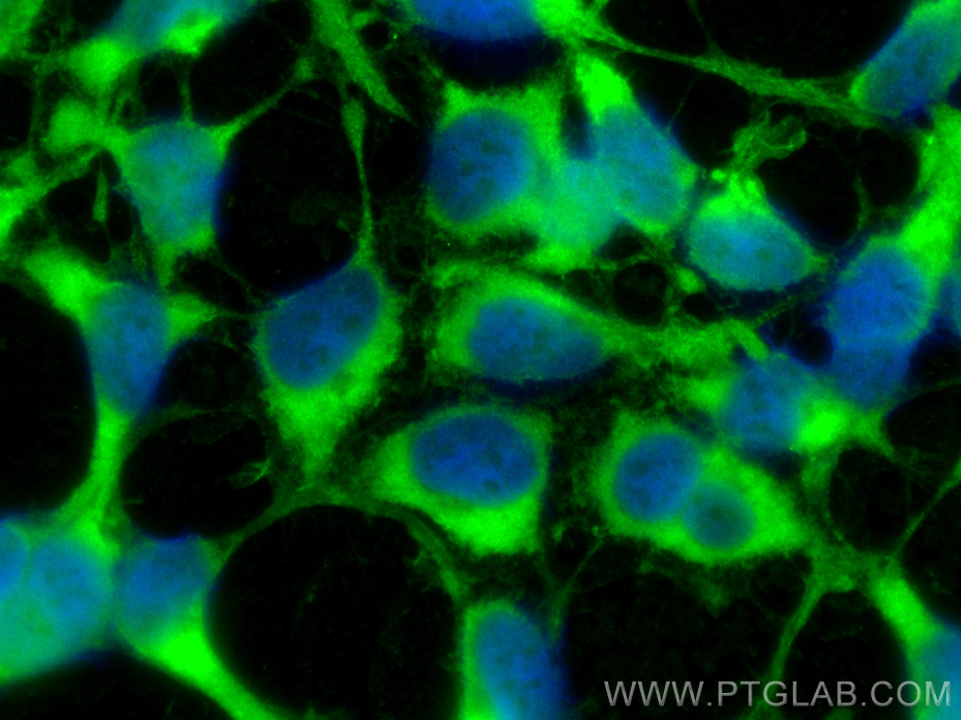 Immunofluorescence (IF) / fluorescent staining of HEK-293 cells using CoraLite® Plus 488-conjugated ATG3 Polyclonal anti (CL488-11262)