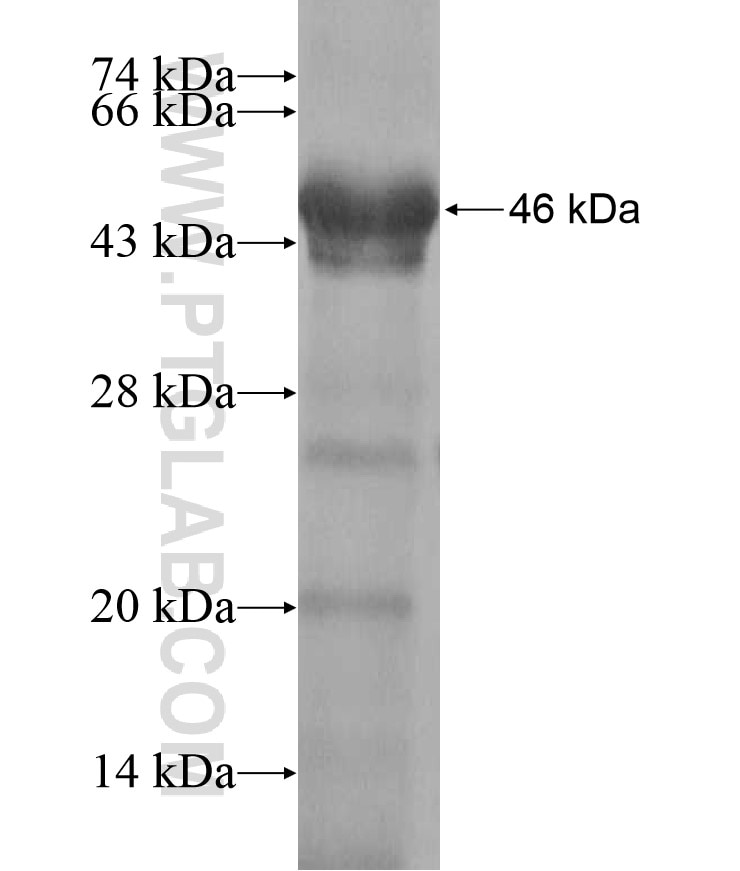 ATG3 fusion protein Ag17515 SDS-PAGE