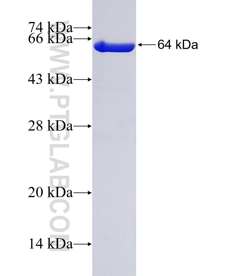 ATG3 fusion protein Ag1785 SDS-PAGE