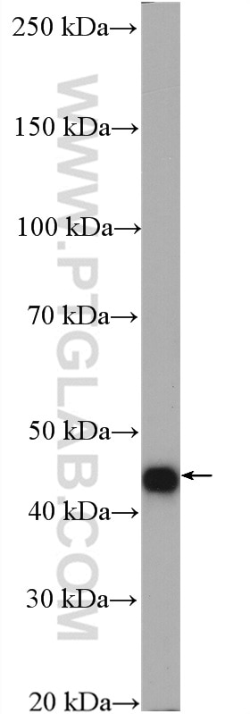 Western Blot (WB) analysis of L02 cells using ATG4A Polyclonal antibody (27467-1-AP)