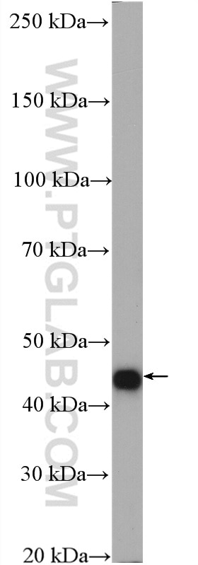 WB analysis of L02 using 27467-1-AP