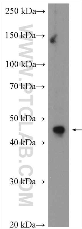 Western Blot (WB) analysis of MKN-45 cells using ATG4A Polyclonal antibody (27467-1-AP)