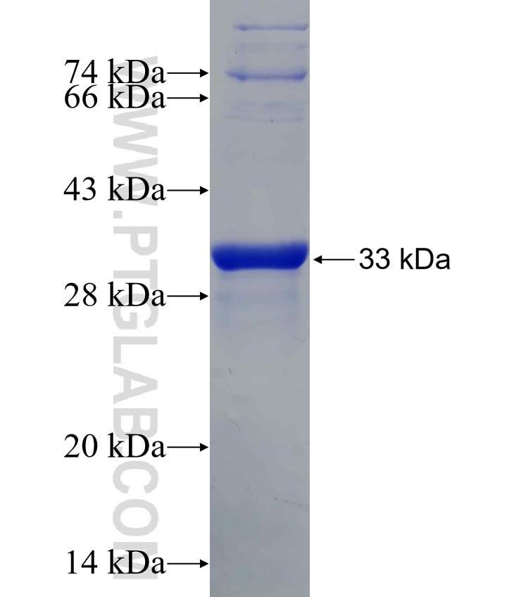 ATG4A fusion protein Ag26497 SDS-PAGE