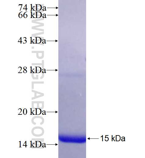 ATG4A fusion protein Ag26508 SDS-PAGE