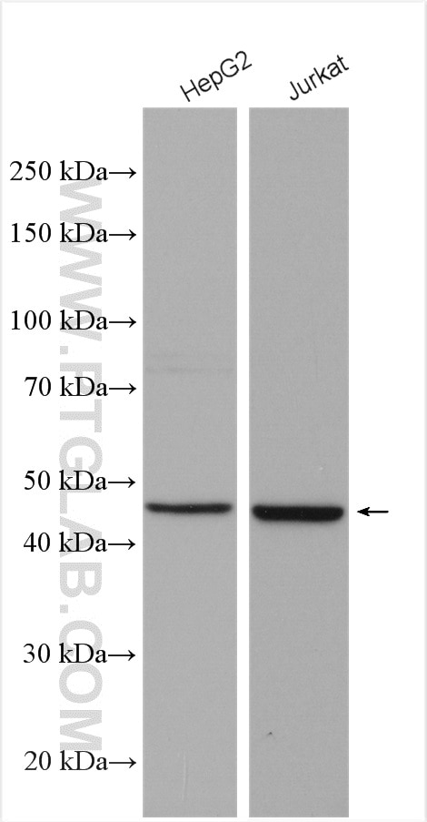 Western Blot (WB) analysis of various lysates using ATG4B Polyclonal antibody (15131-1-AP)