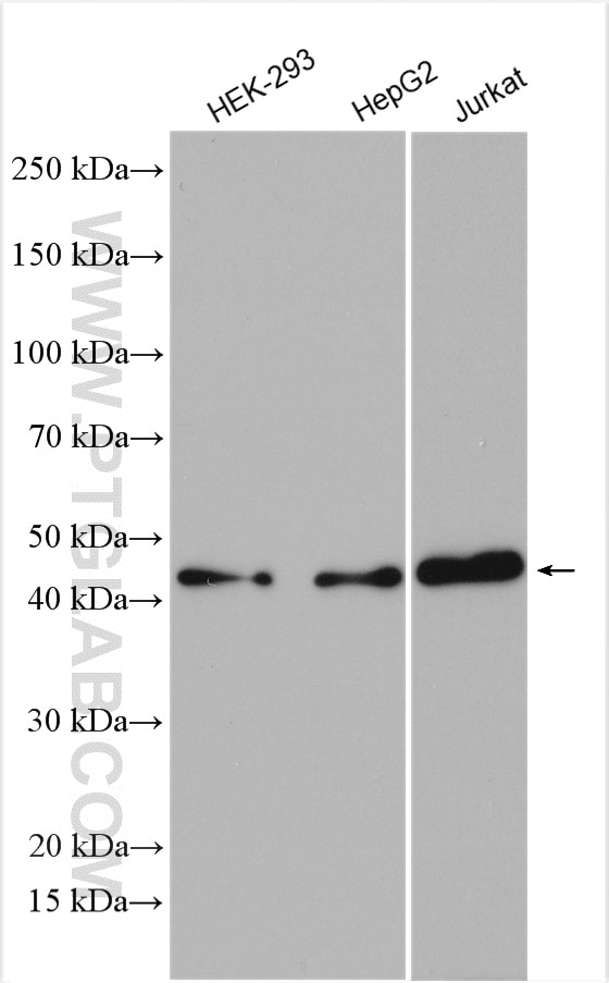 Western Blot (WB) analysis of various lysates using ATG4B Polyclonal antibody (15131-1-AP)