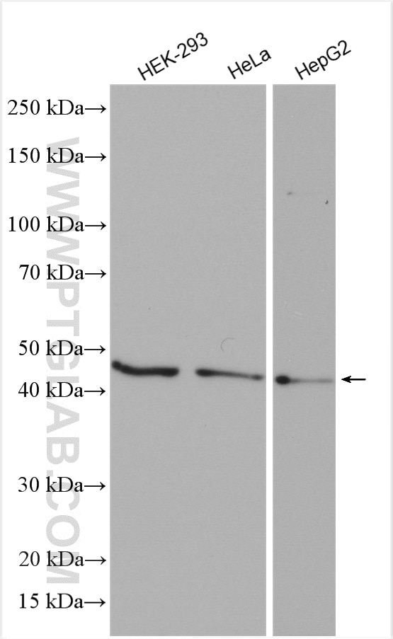 Western Blot (WB) analysis of various lysates using ATG4B Polyclonal antibody (15131-1-AP)