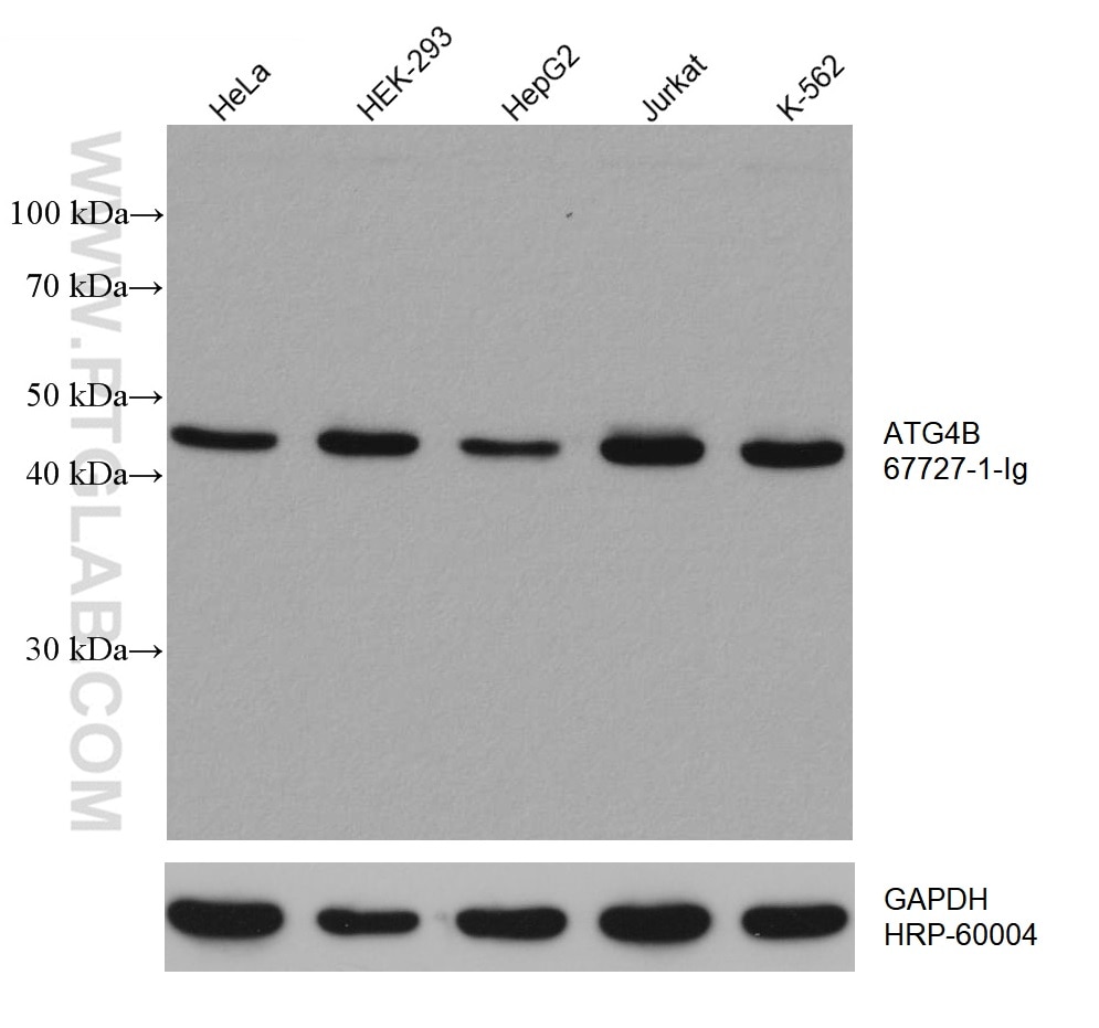 WB analysis using 67727-1-Ig