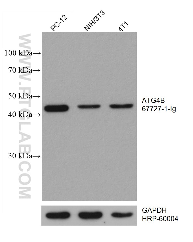 Western Blot (WB) analysis of various lysates using ATG4B Monoclonal antibody (67727-1-Ig)