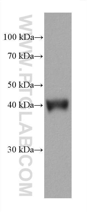 Western Blot (WB) analysis of HSC-T6 cells using ATG4B Monoclonal antibody (67727-1-Ig)