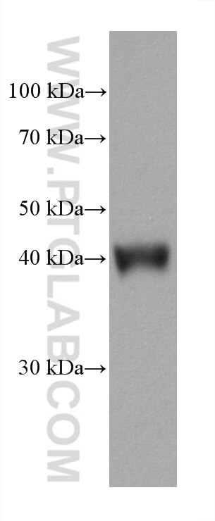 WB analysis of HSC-T6 using 67727-1-Ig