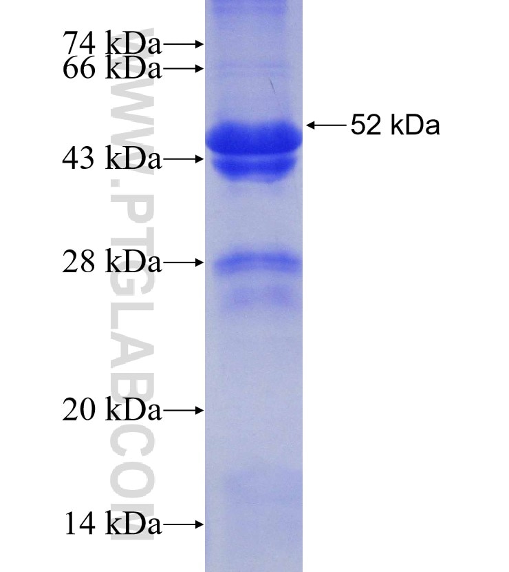 ATG4B fusion protein Ag30510 SDS-PAGE