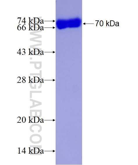 ATG4B fusion protein Ag7261 SDS-PAGE