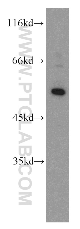 Western Blot (WB) analysis of Jurkat cells using ATG4C Polyclonal antibody (20382-1-AP)