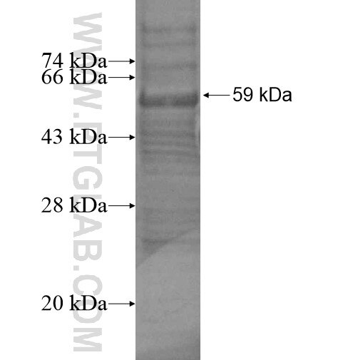 ATG4C fusion protein Ag14207 SDS-PAGE
