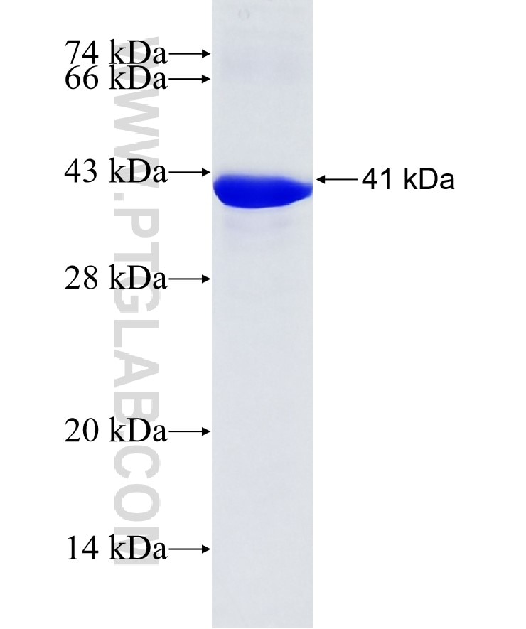 ATG4C fusion protein Ag14494 SDS-PAGE
