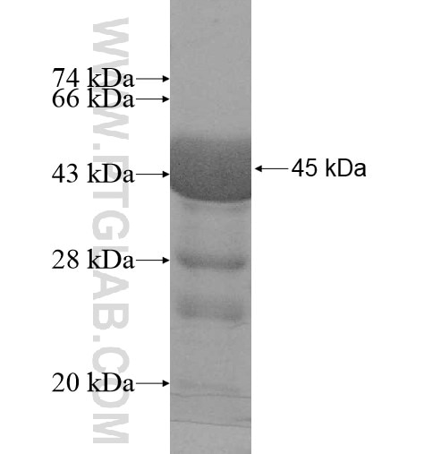 ATG4D fusion protein Ag10307 SDS-PAGE