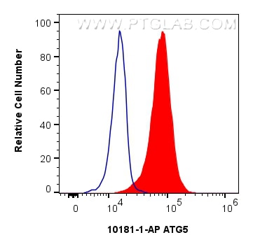 Flow cytometry (FC) experiment of HepG2 cells using ATG5 Polyclonal antibody (10181-2-AP)