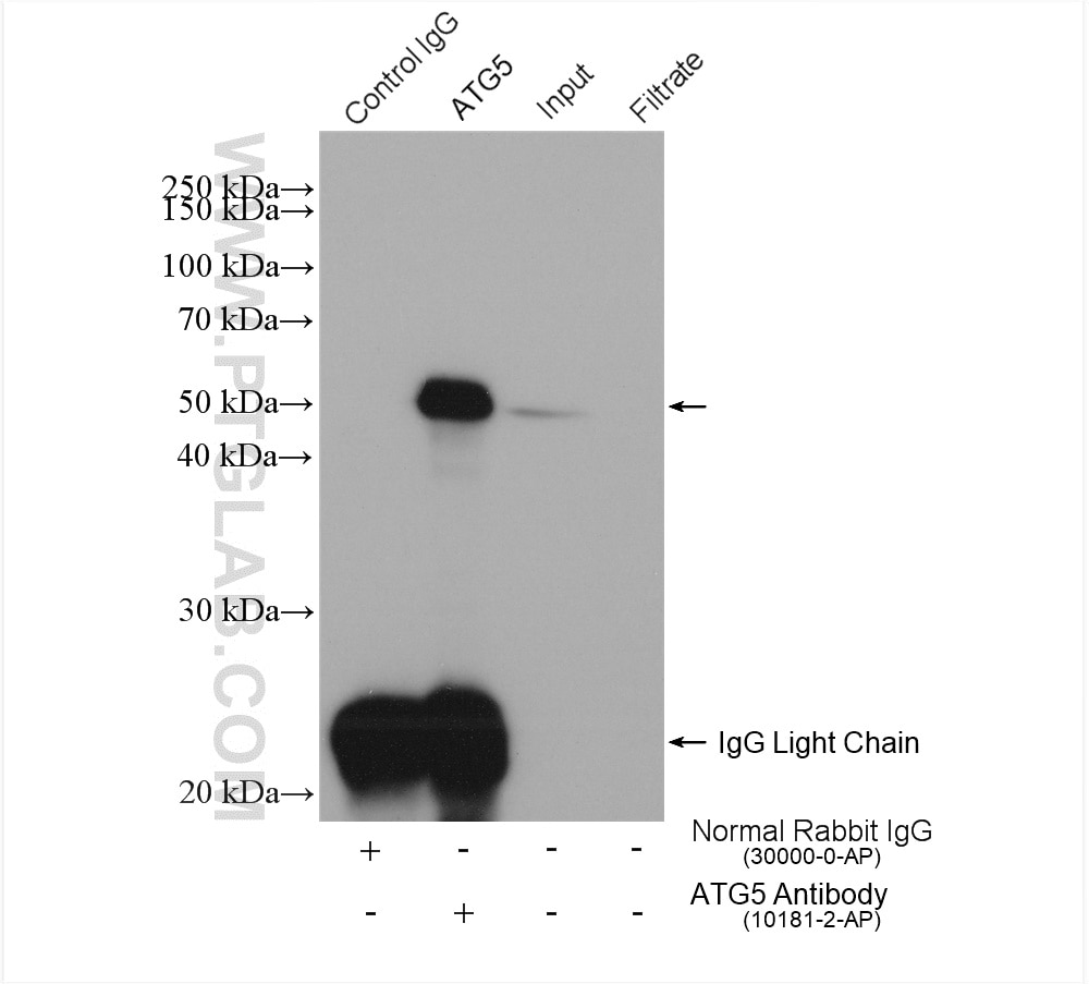 Immunoprecipitation (IP) experiment of HeLa cells using ATG5 Polyclonal antibody (10181-2-AP)