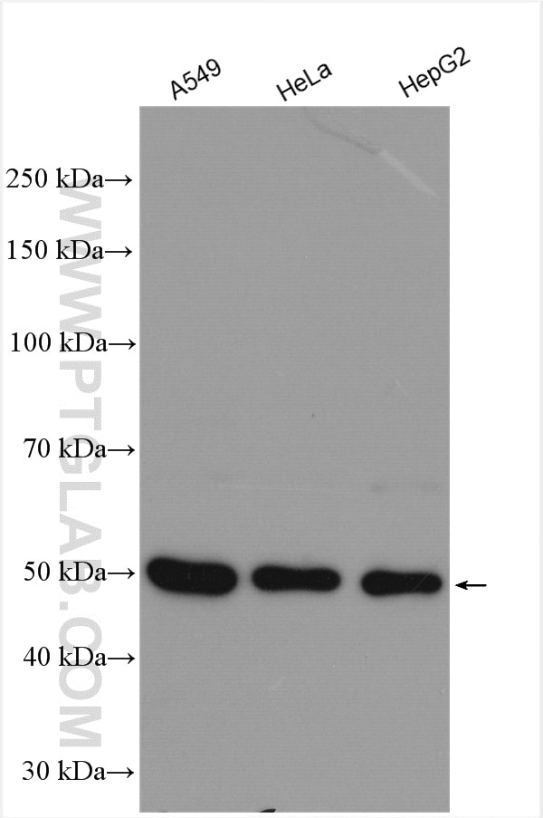 Western Blot (WB) analysis of various lysates using ATG5 Polyclonal antibody (10181-2-AP)