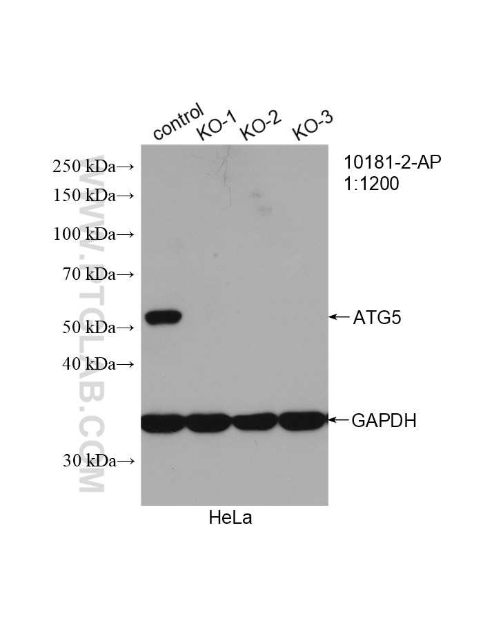 Western Blot (WB) analysis of HeLa cells using ATG5 Polyclonal antibody (10181-2-AP)