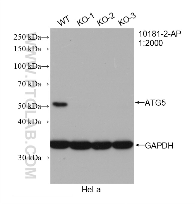 Western Blot (WB) analysis of HeLa cells using ATG5 Polyclonal antibody (10181-2-AP)