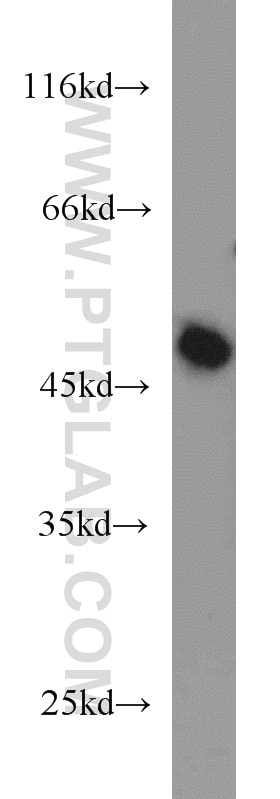 Western Blot (WB) analysis of mouse kidney tissue using ATG5 Polyclonal antibody (10181-2-AP)