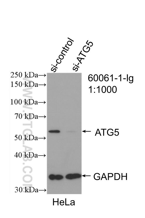 Western Blot (WB) analysis of HeLa cells using ATG5 Monoclonal antibody (60061-1-Ig)