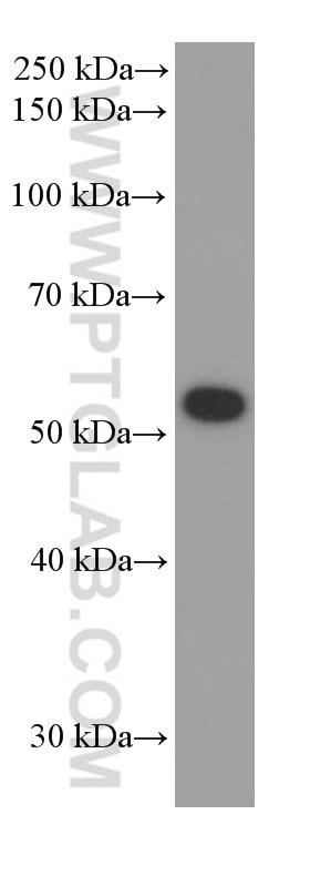Western Blot (WB) analysis of HeLa cells using ATG5 Monoclonal antibody (60061-1-Ig)