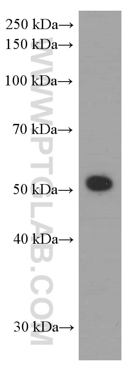 Western Blot (WB) analysis of K-562 cells using ATG5 Monoclonal antibody (60061-1-Ig)